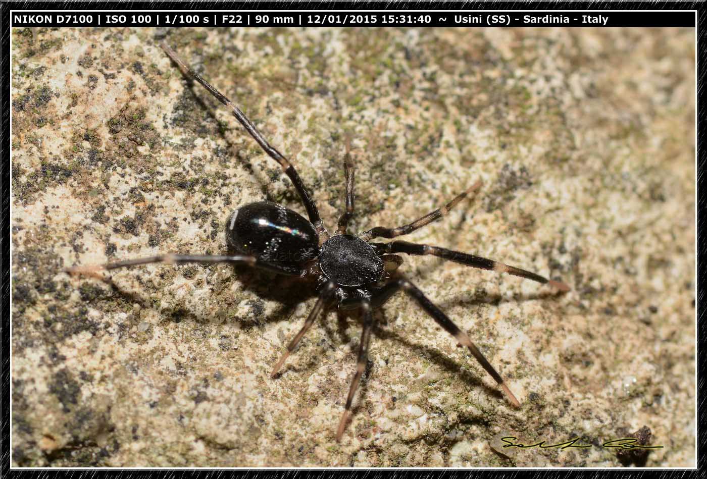 Liophrurillus flavitarsis - Usini e Ittiri (SS)